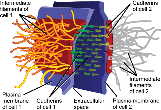 Cette illustration montre deux cellules fusionnées par un desmosome. Les cadhérines s'étendent à partir de chaque cellule et relient les deux cellules ensemble. Les filaments intermédiaires se connectent aux cadhérines situées à l'intérieur de la cellule.