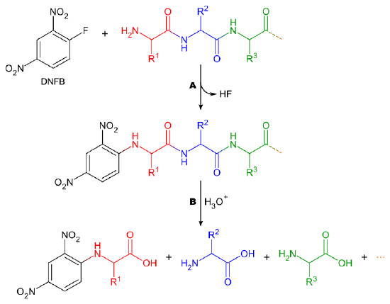 770px-Sanger_peptide_end-group_analysis.svg.png