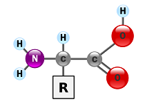 5:	Amino Acid Structure, Function