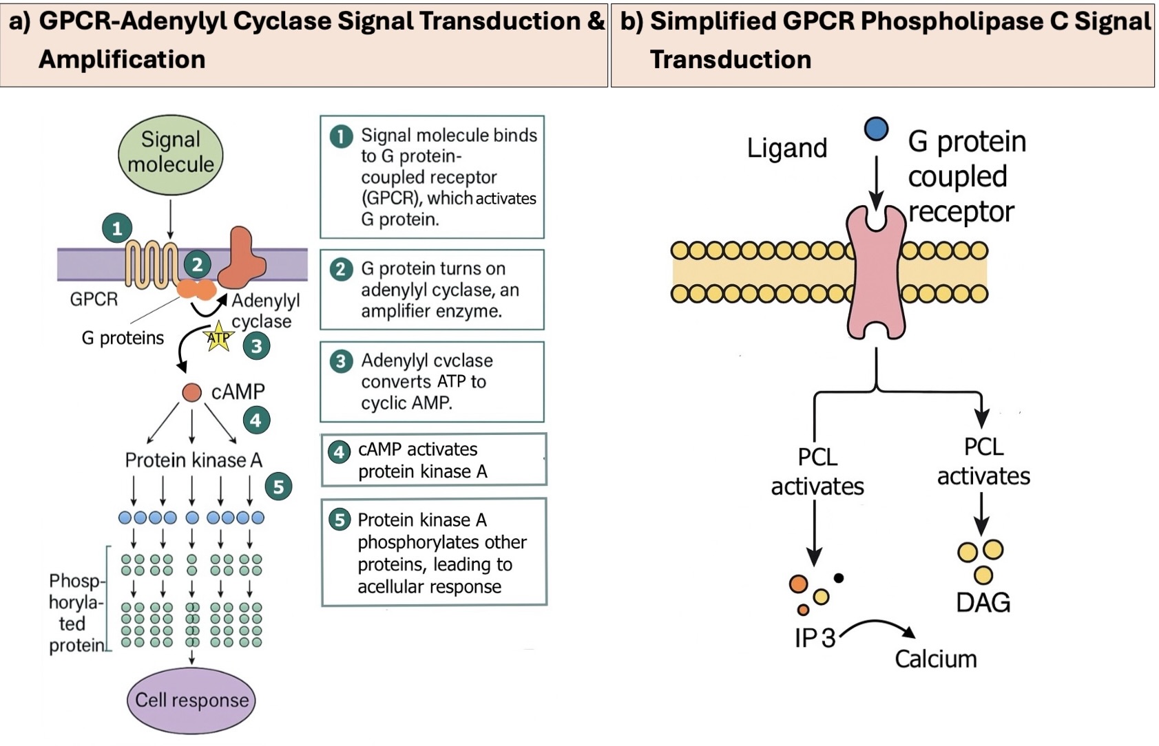 protein kinase c and lipid signaling for sustained cellular responses Model describing the regulation of II by PDK-1. PDK-1 Protein Kinase C: Structure, Function,