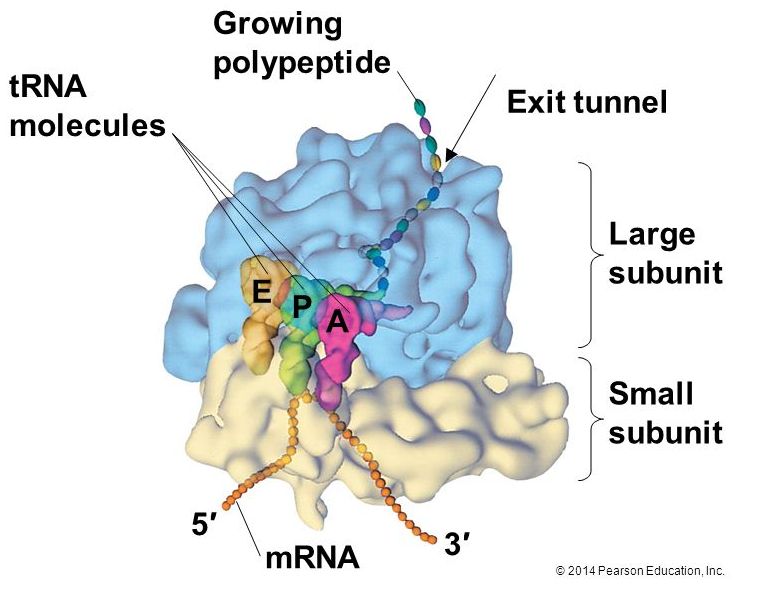 ribosome.jpg