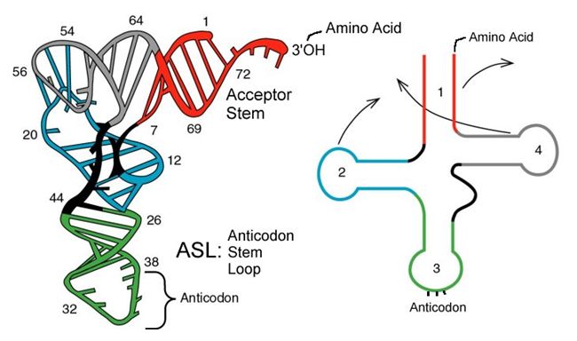 W2018_Bis2A_Lecture22_reading - Biology LibreTexts