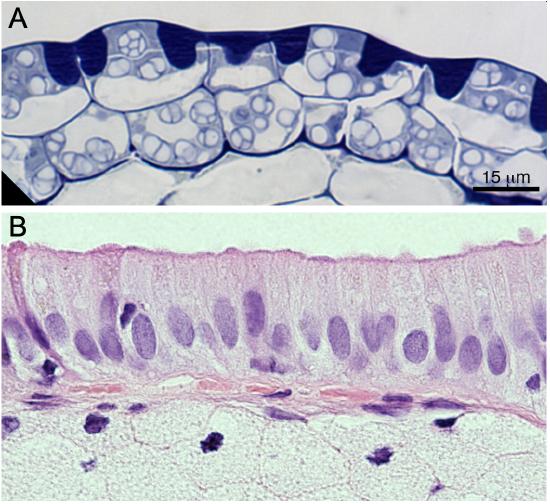 Animal and plant cells shown by Brightfield light microscopy
