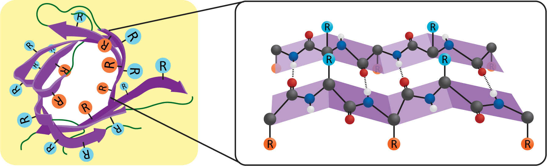 Beta sheet and a beta barrel structure.