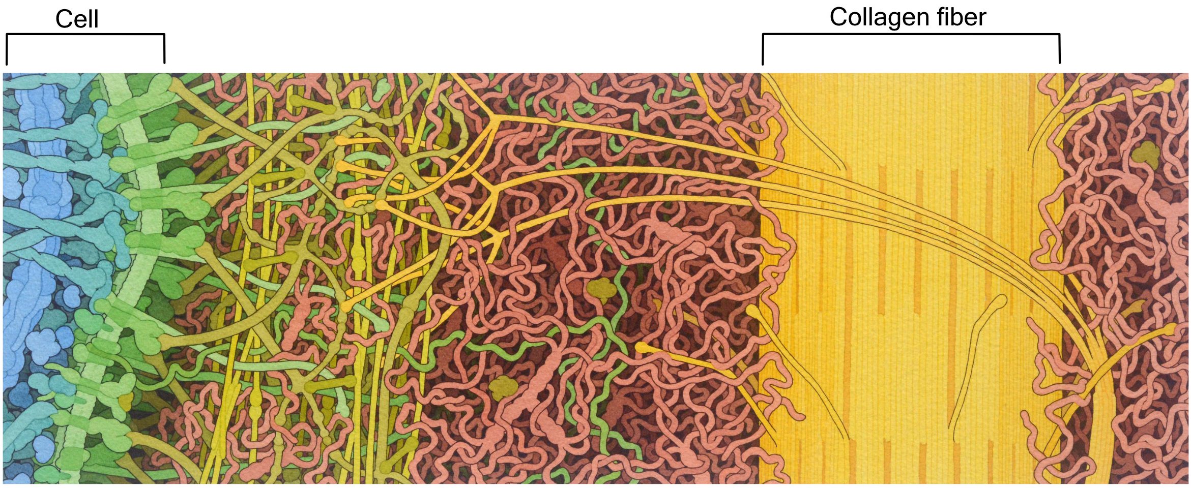 Illustration of the mammalian extracellular matrix.