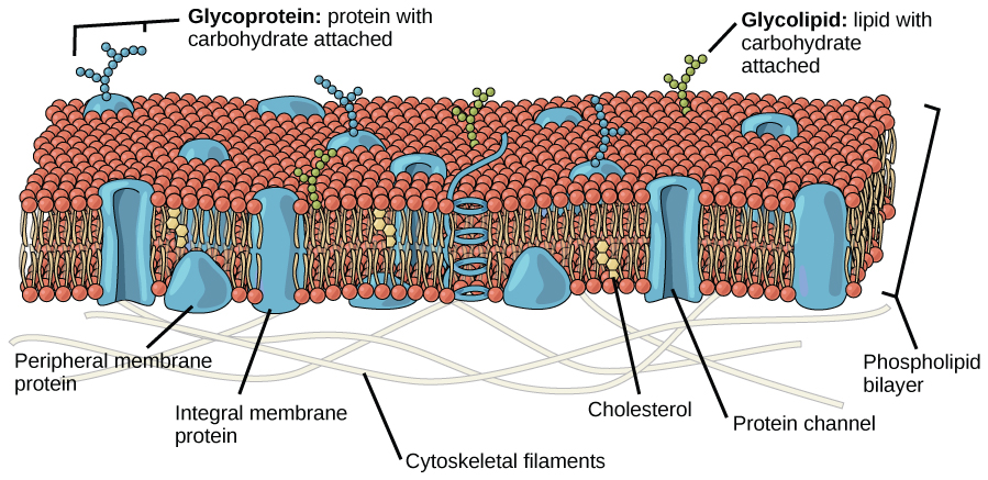 This illustration shows a phospholipid bilayer with proteins and cholesterol embedded in it. Integral membrane proteins span the entire membrane. Protein channels are integral membrane proteins with a central pore through which molecules can pass. Peripheral proteins are associated with the phospholipid head groups on one side of the membrane only. A glycoprotein is shown with the protein portion of the molecule embedded in the membrane and the carbohydrate portion jutting out from the membrane. A glycolipid is also shown with the lipid portion embedded in the membrane and the carbohydrate portion jutting out of the membrane.