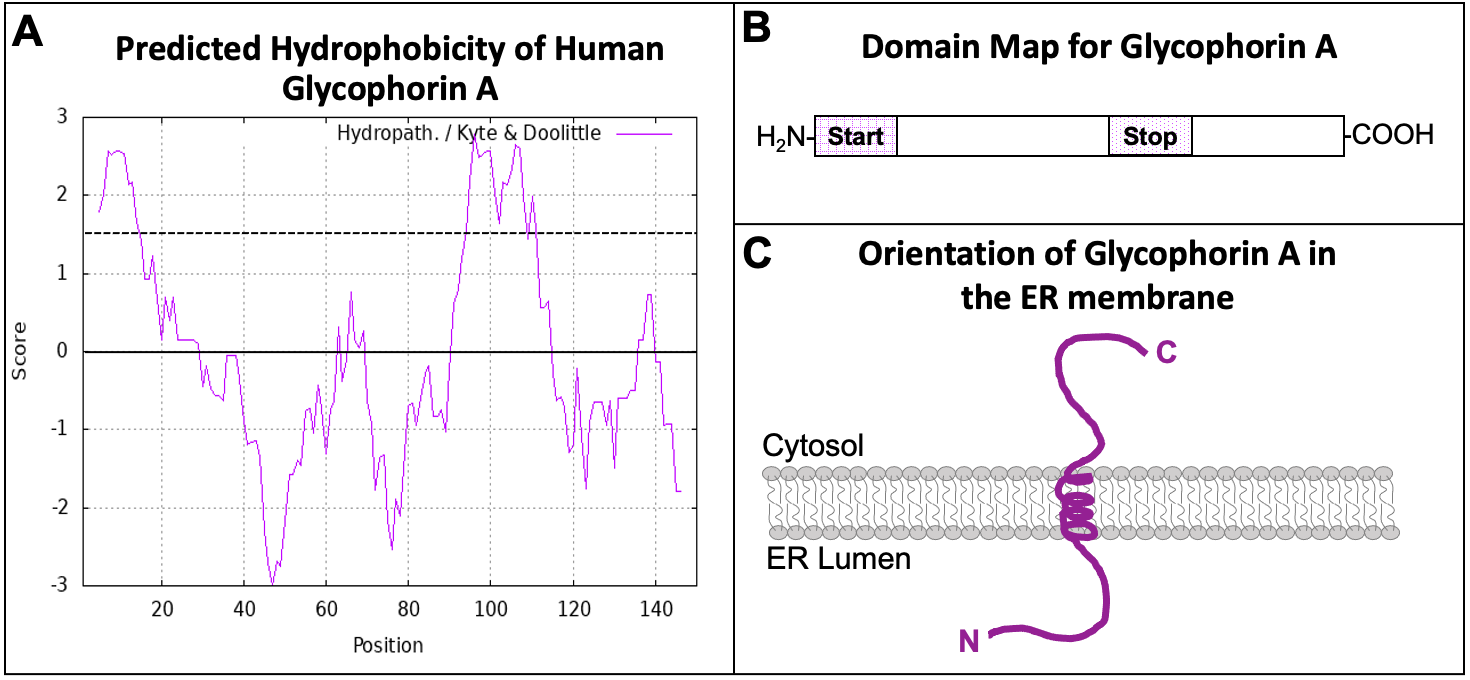 Diagram map of Glycophorin A using a hydropathy plot to analyze hydrophobics amino acids.