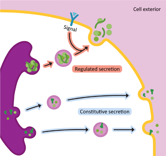 4.4: Pathways Through the Endomembrane System - Biology LibreTexts