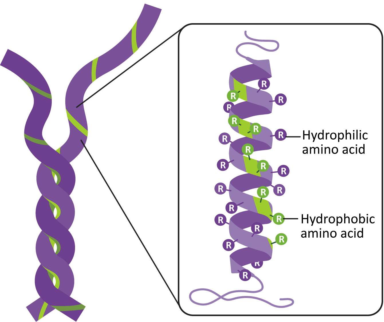 coiled-coil domain illustration
