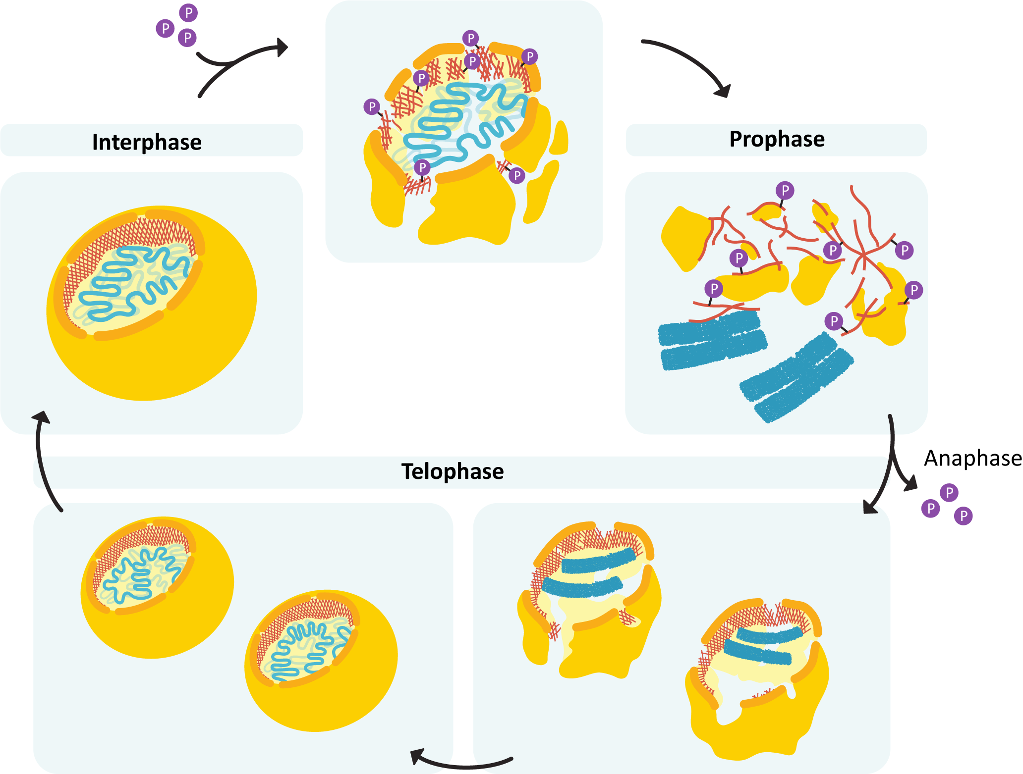Depiction of the cycle of breakdown and reformation of the nuclear lamina during mitosis.