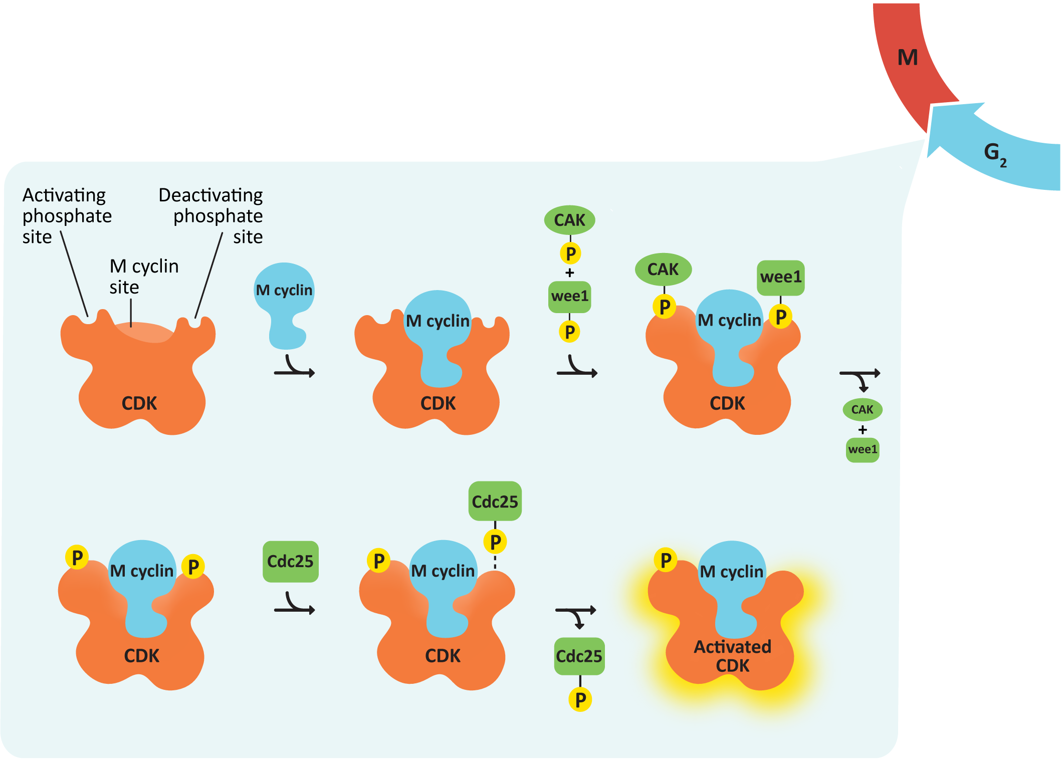 8.1: Regulating the Cell Cycle- Checkpoint Control - Biology LibreTexts