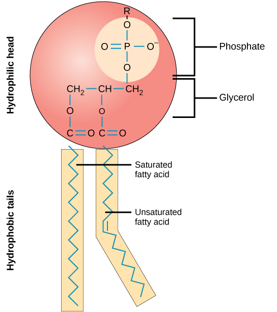 磷脂的插图显示了一个由连接三碳甘油分子的磷酸盐和两个由长碳氢化合物链组成的疏水性尾巴组成的亲水性头组。