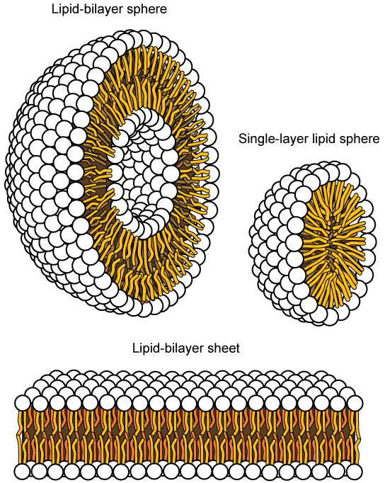 A imagem à esquerda mostra uma bicamada lipídica esférica. A imagem à direita mostra uma esfera menor que tem apenas uma única camada lipídica. A imagem na parte inferior mostra uma folha de duas camadas lipídicas.