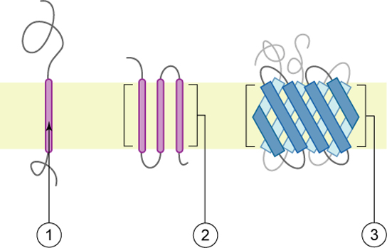 A parte esquerda desta ilustração mostra uma proteína de membrana integral com uma única alfa-hélice que atravessa a membrana. A parte central mostra uma proteína com várias alfa-hélices abrangendo a membrana. A parte direita mostra uma proteína com duas folhas beta abrangendo a membrana.