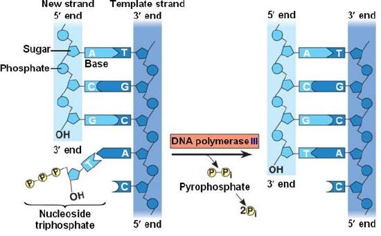 pyrophosphate dna replication