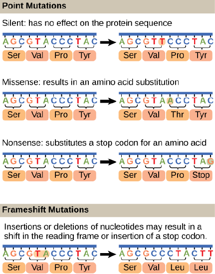 Nonsense mutation - Definition and Examples - Biology Online Dictionary