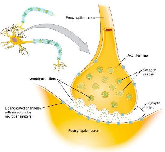 diagram of pre-and postsynatic neurons formin a synapse