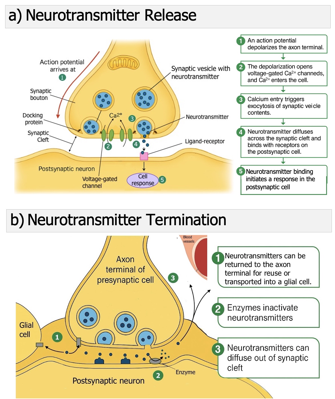 neurotransmitter release and termination.jpeg