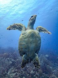 mindtouch.page#thumbnail