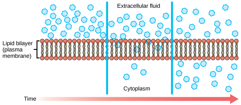 La partie gauche de cette illustration montre une substance sur un seul côté d'une membrane. La partie centrale montre qu'après un certain temps, une partie de la substance s'est diffusée à travers la membrane plasmique. La partie droite montre qu'après un certain temps, une quantité égale de substance se trouve de chaque côté de la membrane.