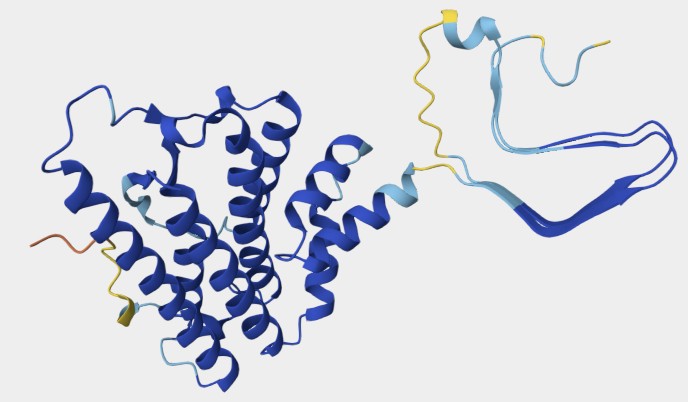 AlphaFold model of the HET-s soluble monomer (AF-Q03689-F1).jpg