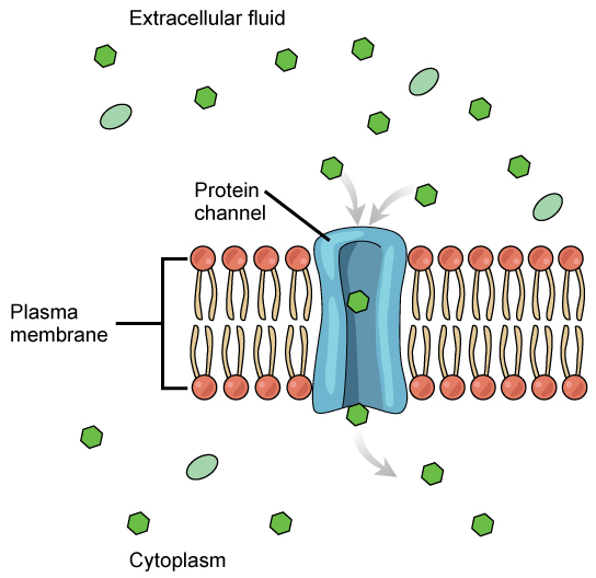 Esta ilustração mostra uma pequena substância passando pelo poro de um canal de proteína que está embutido na membrana plasmática.