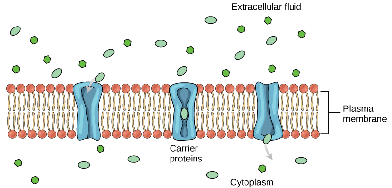 Esta ilustração mostra uma proteína transportadora embutida na membrana com uma abertura que inicialmente está voltada para a superfície extracelular. Depois que uma substância se liga ao transportador, ela muda de forma para que a abertura fique voltada para o citoplasma e a substância seja liberada.