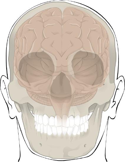 Anterior view showing the position of the brain within the skull. Details in caption.