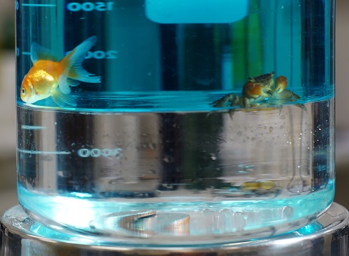 Two goldfish swimming in a clear, blue liquid inside a large, marked laboratory beaker.