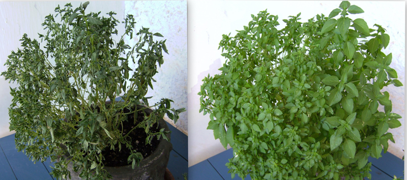 تُظهر الصورة اليسرى نباتًا ذبل، وتظهر الصورة اليمنى نباتًا صحيًا.