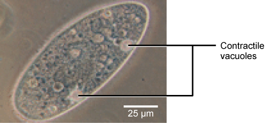 Une micrographie électronique à transmission montre une cellule de forme ovale. Les vacuoles contractiles sont des structures proéminentes intégrées dans la membrane cellulaire qui pompent l'eau.