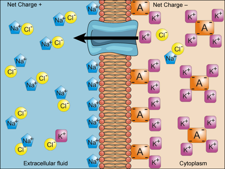 Esta ilustração mostra uma bicamada de membrana com um canal de potássio embutido nela. O citoplasma tem uma alta concentração de potássio associada a uma molécula carregada negativamente. O fluido extracelular tem uma alta concentração de sódio associada aos íons cloro.