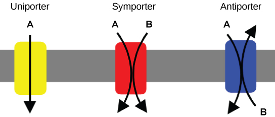 Esta ilustração mostra uma membrana plasmática com três proteínas transportadoras incorporadas nela. A imagem à esquerda mostra um unitransportador que transporta uma substância em uma direção. A imagem do meio mostra um simportador que transporta duas substâncias diferentes na mesma direção. A imagem à direita mostra um antitransportador que transporta duas substâncias diferentes em direções opostas.