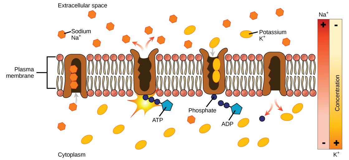 此插图显示了钠钾泵。 最初，泵开口面向细胞质，其中三个钠离子与细胞质结合。 反转蛋白水解并将 ATP 转化为 ADP，从而发生构象变化。 钠离子被释放到细胞外空间。 来自细胞外空间的两个钾离子现在结合了反向运蛋白，反向蛋白再次改变构象，将钾离子释放到细胞质中。