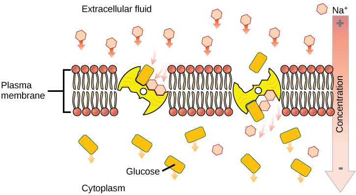 Esta ilustração mostra uma bicamada de membrana com duas proteínas de membrana integrais embutidas nela. A primeira, uma bomba de sódio-potássio, usa energia da hidrólise do ATP para bombear três íons de sódio para fora da célula para cada dois íons de potássio que ela bombeia para dentro da célula. O resultado é uma alta concentração de sódio fora da célula e uma alta concentração de potássio dentro da célula. Há também uma alta concentração de aminoácidos fora da célula e uma baixa concentração interna. Um cotransportador de sódio-aminoácido transporta simultaneamente o sódio e o aminoácido para a célula.