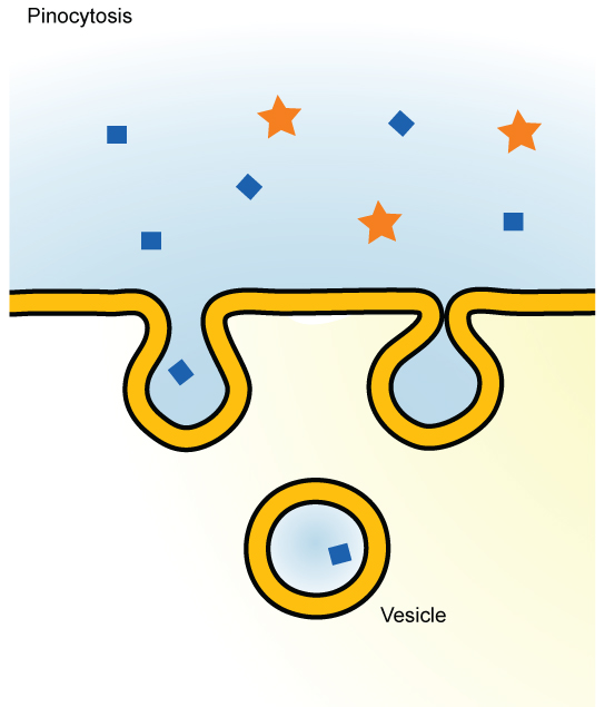 Esta ilustração mostra uma membrana plasmática formando uma bolsa ao redor do fluido no fluido extracelular. A membrana subseqüentemente envolve o fluido, que fica preso em um vacúolo.