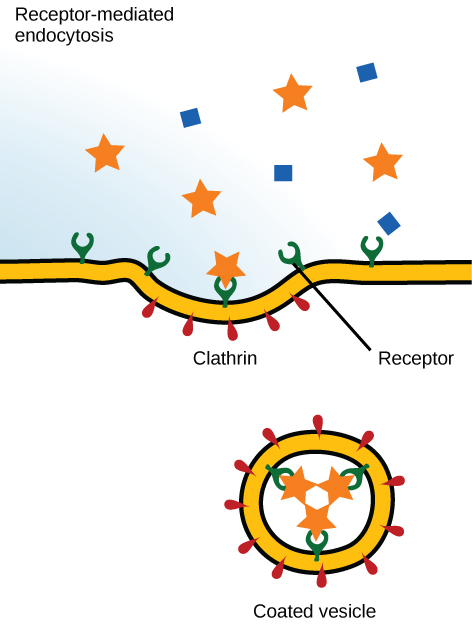 这幅插图显示了质膜的一部分在细胞质一侧被网格蛋白涂层，细胞外侧有受体。 受体结合一种物质，然后捏住形成囊泡。