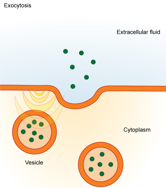 Esta ilustração mostra vesículas se fundindo com a membrana plasmática e liberando seu conteúdo para o fluido extracelular.
