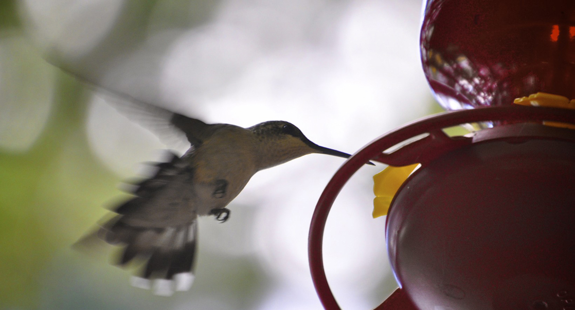 Sur cette photo, un colibri boit dans une mangeoire.