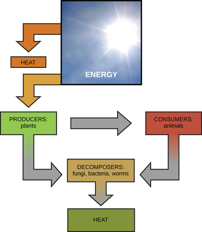 Ce diagramme montre que l'énergie solaire est transférée aux producteurs, tels que les plantes, et qu'elle libère de la chaleur. Les producteurs transfèrent à leur tour l'énergie aux consommateurs et aux décomposeurs, qui dégagent de la chaleur. Les animaux transfèrent également de l'énergie aux décomposeurs.