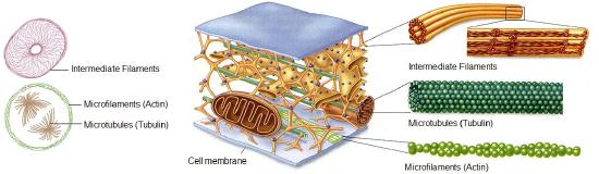 cytoskeleton.jpg