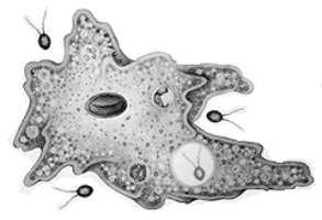 A detailed illustration of a single-celled organism with visible nucleus and other cellular structures, surrounded by smaller cells.