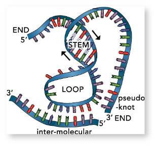 7.7: Discovering RNA- structure and some functions - Biology LibreTexts