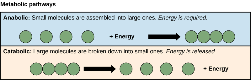 Les voies anaboliques et cataboliques sont présentées. Dans la voie anabolique (en haut), de l'énergie est ajoutée à quatre petites molécules pour former une grosse molécule. Dans la voie catabolique (en bas), une grosse molécule est décomposée en deux composants : quatre petites molécules plus de l'énergie.