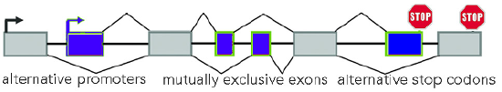 9.2: Enhancers and transcription start and stop sites - Biology LibreTexts