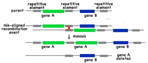 Diagram showing gene alignment and deletion during a mis-aligned recombination event, highlighting genes A and B.