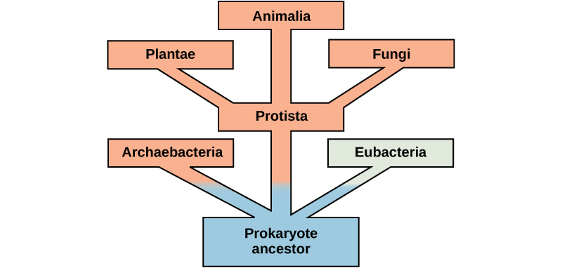 At the base of the evolutionary tree is the prokaryotic ancestor. This ancestor gave rise to archaebacteria, eubacteria, and Protista, which in turn gave rise to plants, fungi, and animals.