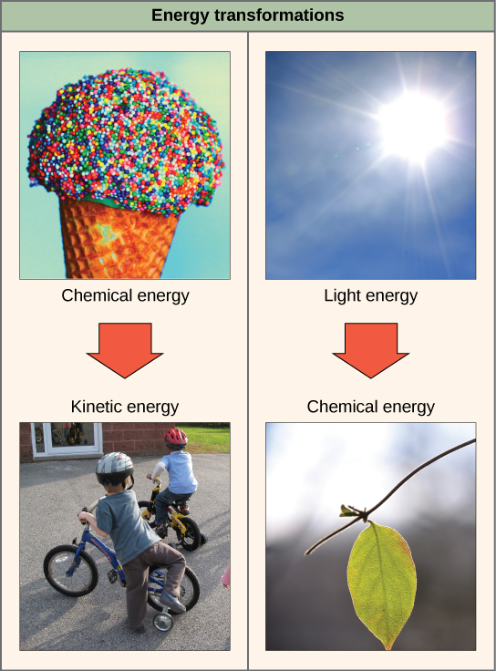 يصور الجانب الأيسر من هذا الرسم البياني الطاقة التي تنتقل من مخروط الآيس كريم إلى صبيين يركبان دراجة. يصور الجانب الأيمن نباتًا يحول الطاقة الضوئية إلى طاقة كيميائية.