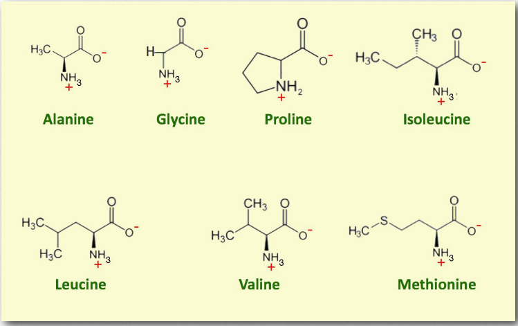 Amino acid structure and function