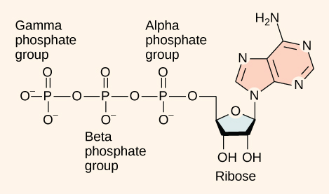 Se muestra la estructura molecular del trifosfato de adenosina. Tres grupos fosfato están unidos a un azúcar ribosa. La adenina también se une a la ribosa.